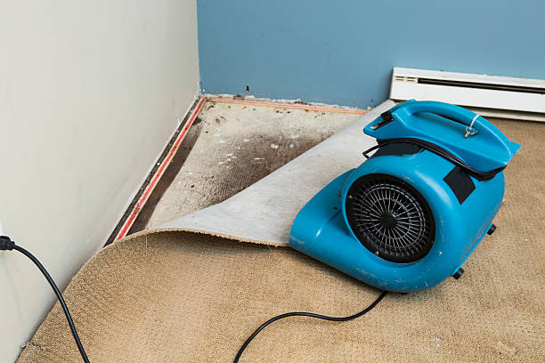 Best Ceiling water damage repair  in Ripley, WV